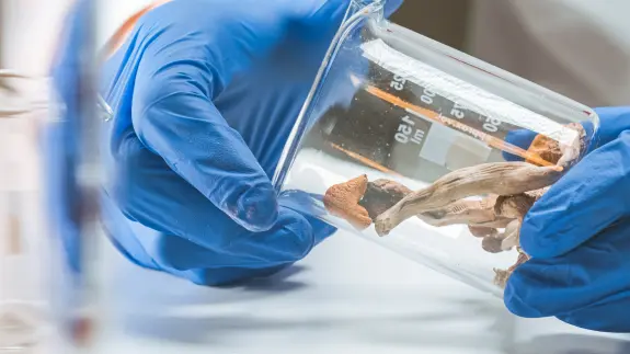 Hands in blue gloves hold a glass beaker containing mushroom specimens and liquid, with lab equipment in the background.
