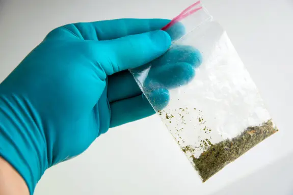 A gloved hand holds a clear plastic bag containing a small amount of green, dried plant material.