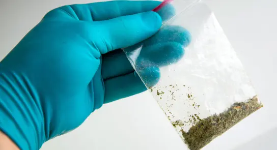 A gloved hand holds a clear plastic bag containing a small amount of green, dried plant material.