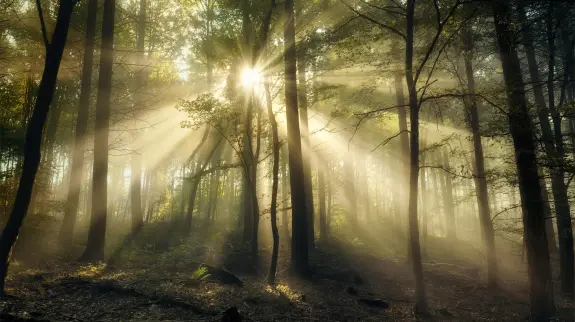 Sunlight streams through tall trees in a misty forest, creating a serene and ethereal atmosphere.