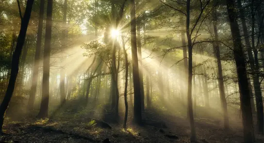 Sunlight streams through tall trees in a misty forest, creating a serene and ethereal atmosphere.