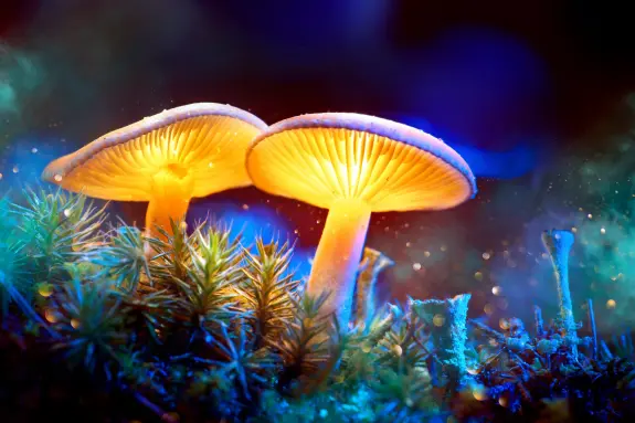 Glowing mushrooms rise from a bed of moss, illuminated against a colorful, ethereal background.