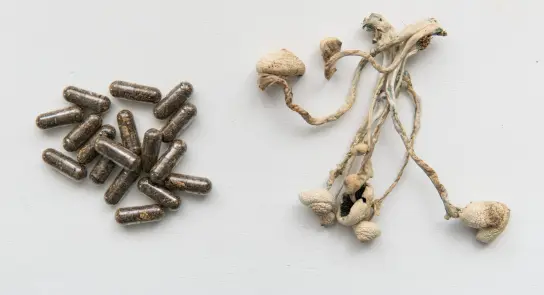 Brown capsules scattered beside dried mushrooms with twisted stems and caps.