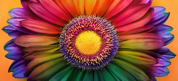 Vibrant flower with multicolored petals radiating from a bright yellow center against an orange background.