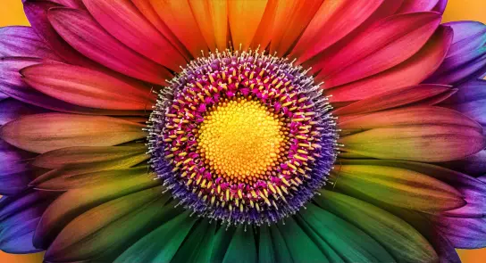 Vibrant flower with multicolored petals radiating from a bright yellow center against an orange background.
