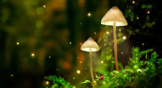 Two glowing mushrooms rise from lush green moss, surrounded by a soft, dreamy forest backdrop and sparkling lights.