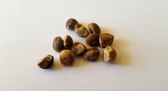 A cluster of small, brown seeds with varying shapes and textures on a white background.