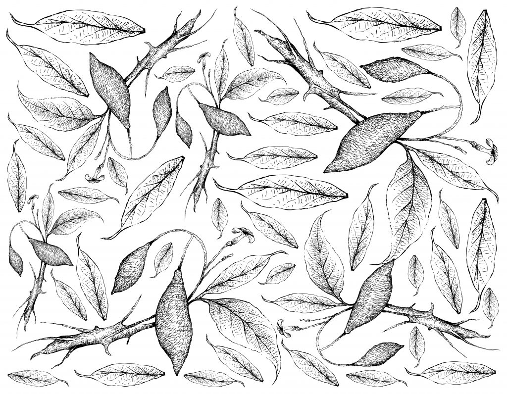 Intricate black and white illustration of various leaves and branches arranged in a decorative pattern.