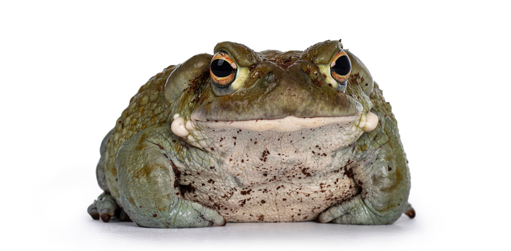 A large, green toad with prominent eyes and textured skin, sitting against a white background.