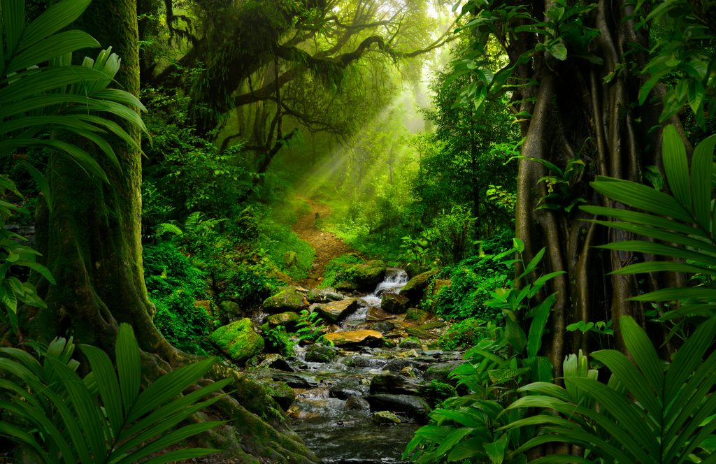 Lush green forest with sunlight streaming through trees, a winding path, and a gentle stream flowing over rocks.