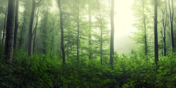 Lush green forest with tall trees shrouded in mist, creating a serene, ethereal atmosphere.