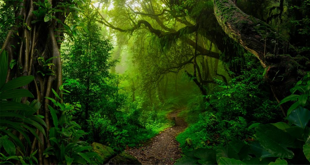 Lush green jungle with dense foliage, towering trees, and a winding path leading into a misty, serene atmosphere.