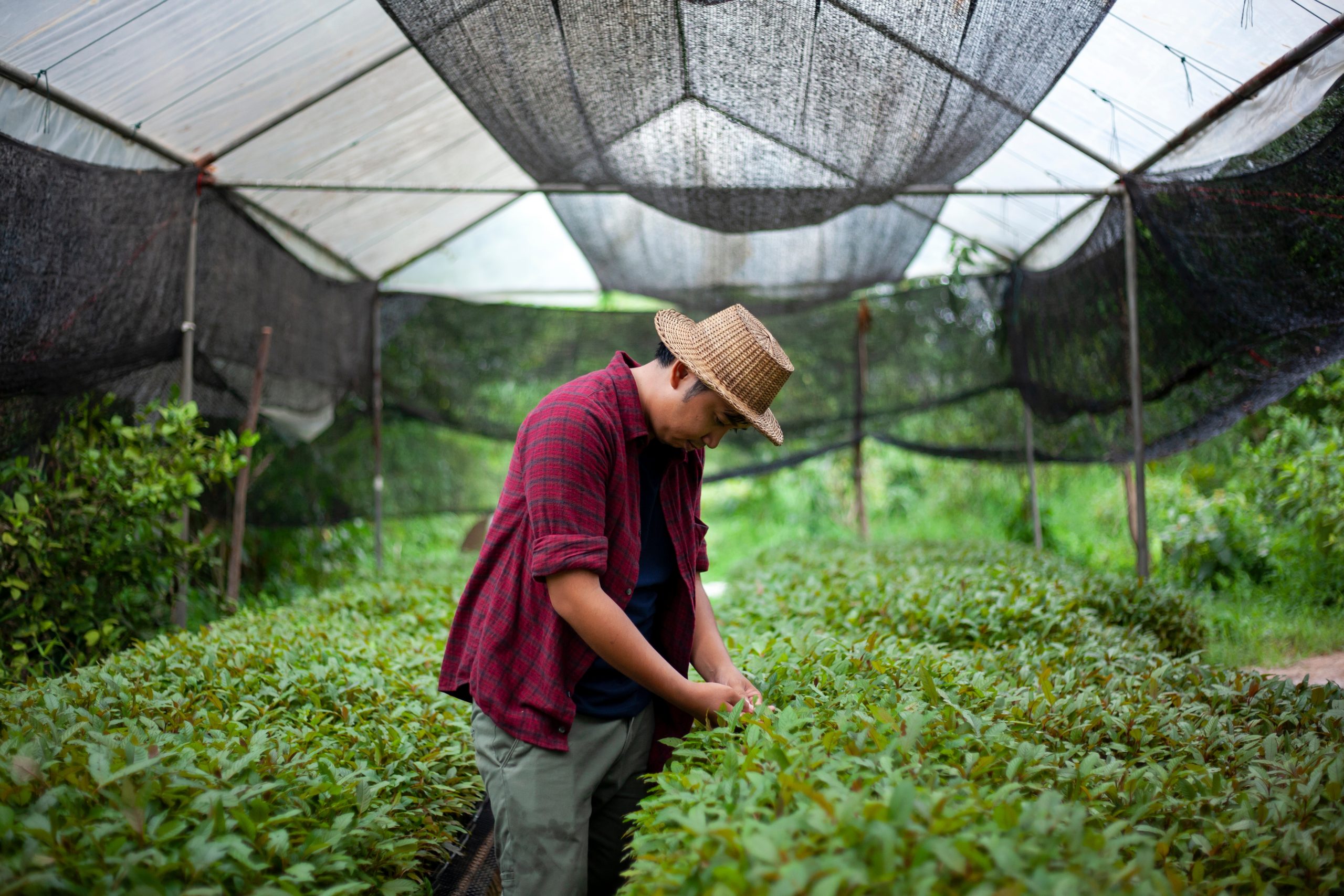 A man in a straw hat tends to plants in a greenhouse, surrounded by lush greenery and shaded netting.