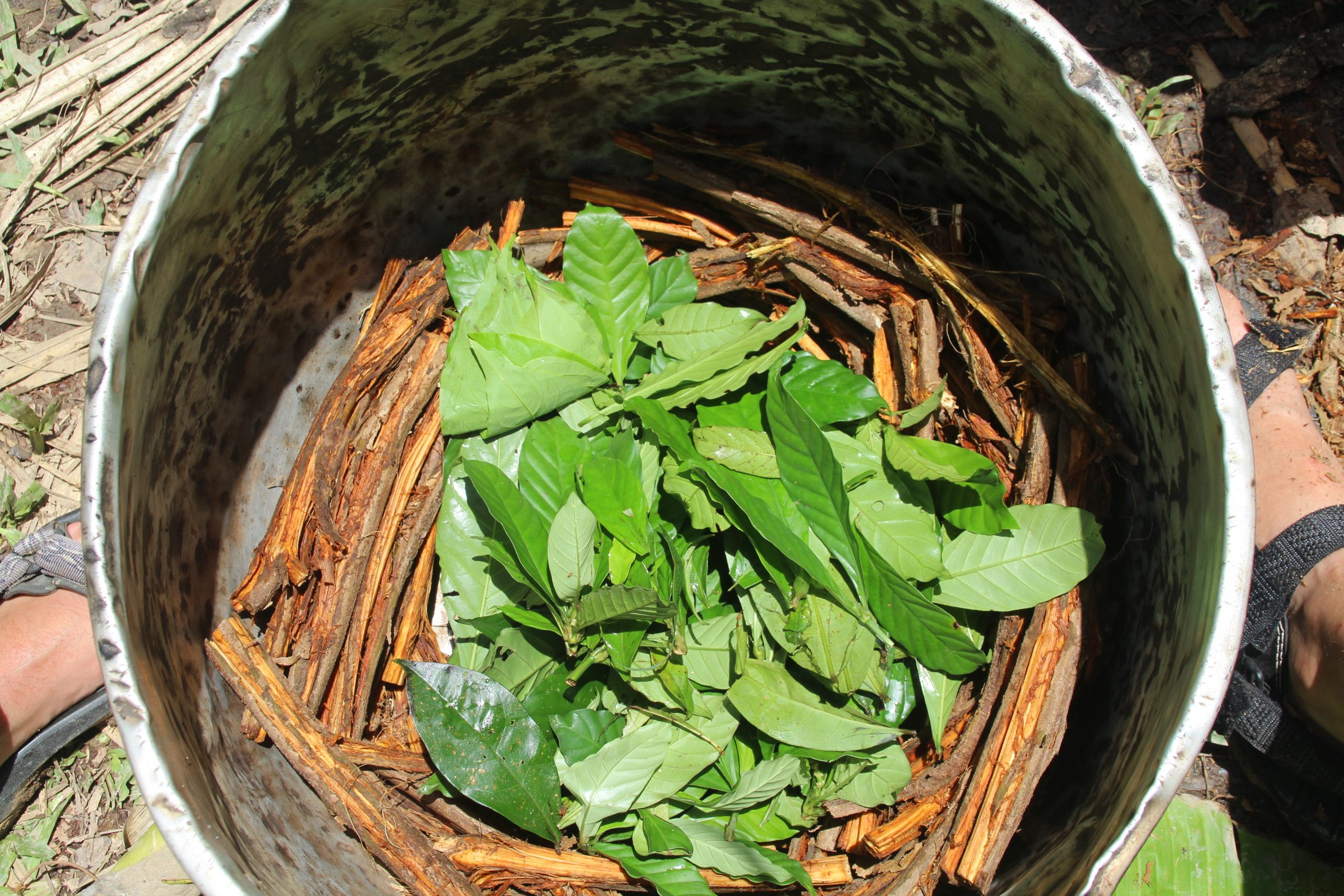 A metal pot filled with green leaves and brown twigs, resting on a natural surface.