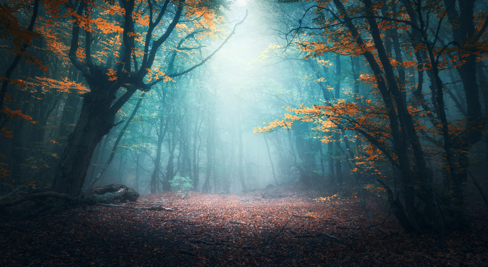 Misty forest with tall trees, vibrant autumn leaves, and soft light filtering through the fog, creating an ethereal atmosp...