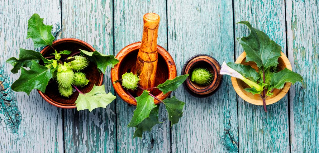 Mortar and pestle with green plants and leaves in rustic pots on a weathered wooden surface.