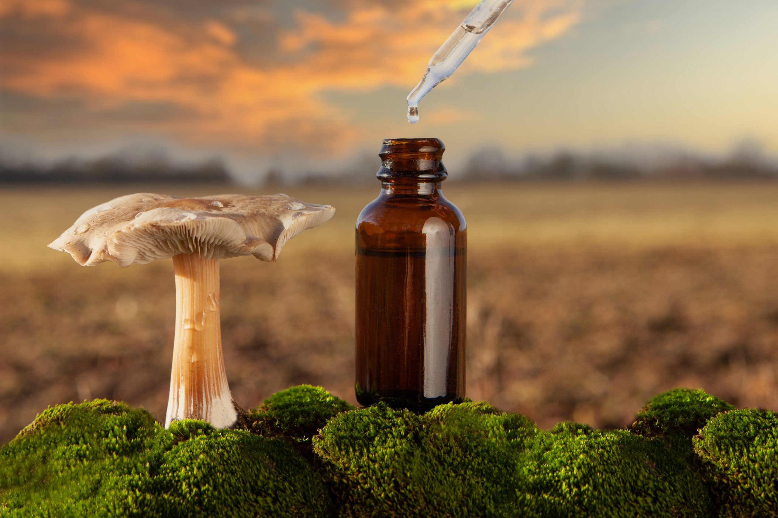 Mushroom beside a brown glass bottle with a dropper, set against a sunset over a mossy landscape.