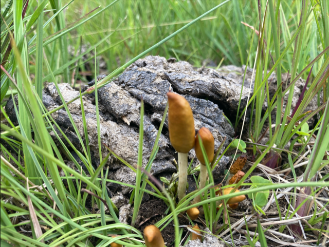 Mushrooms sprout from the ground near a textured log, surrounded by lush green grass and small plants.