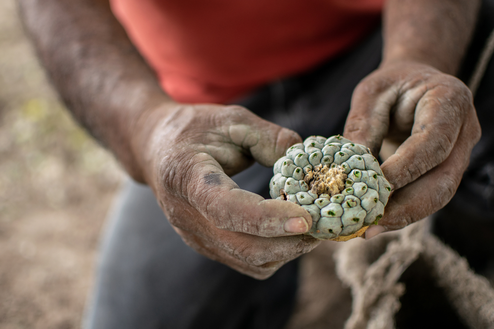A pair of hands, dirty from work, holds a round, green cactus fruit with a textured surface and yellow base.