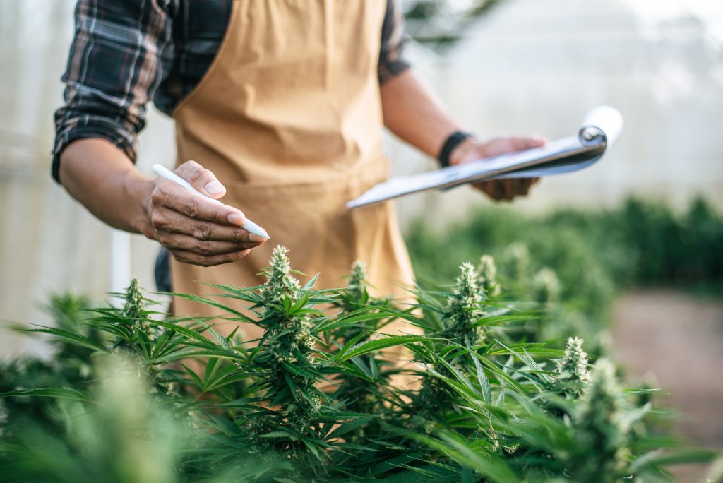A person in an apron examines cannabis plants while taking notes in a greenhouse.