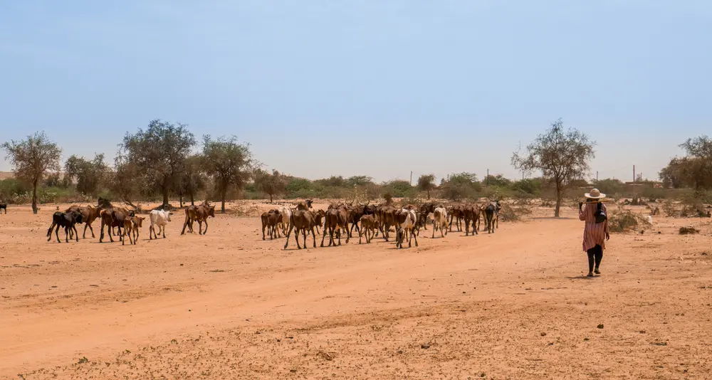 A person in a wide-brimmed hat guides a herd of goats across a dusty landscape under a clear blue sky.