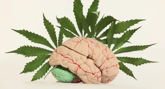A realistic brain model surrounded by green cannabis leaves, symbolizing the intersection of neuroscience and cannabis.