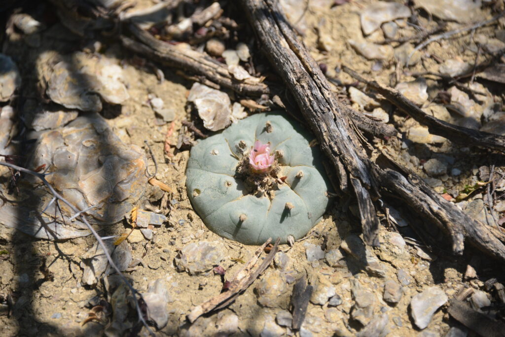 A round, green cactus with pink flowers sits on rocky, dry soil, surrounded by twigs and small stones.