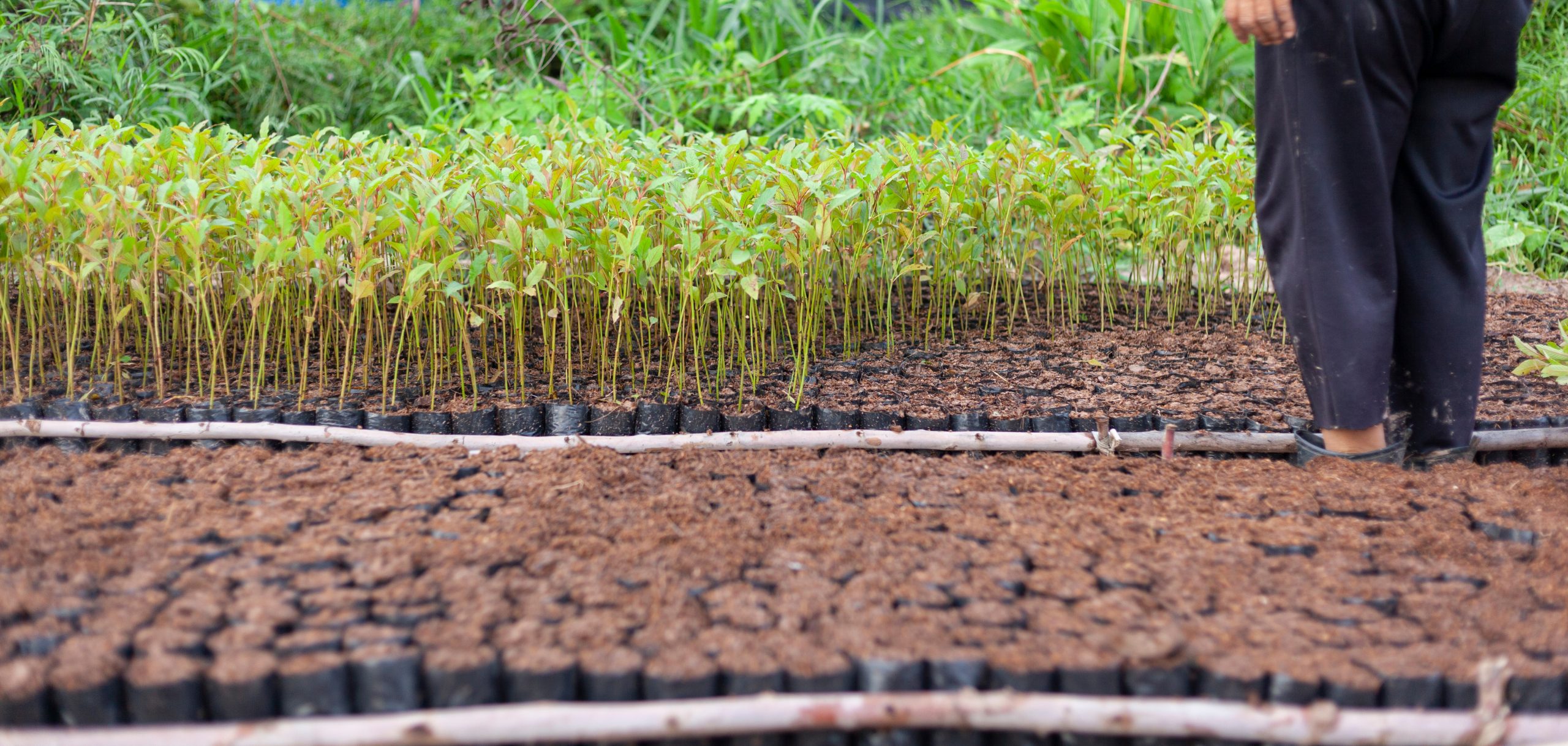 Rows of young plants in a nursery, with a person tending to them in the background. Lush greenery surrounds the area.