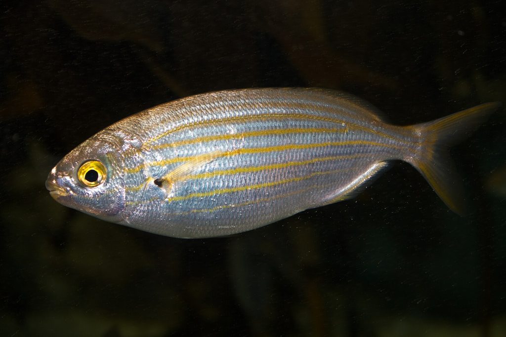 Silver fish with yellow stripes and a prominent eye, swimming against a dark background.