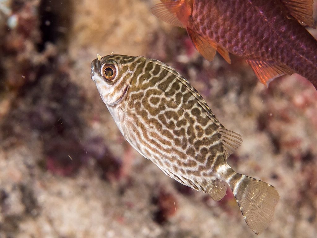 A small fish with a patterned body swims near coral, showcasing intricate markings and large eyes.