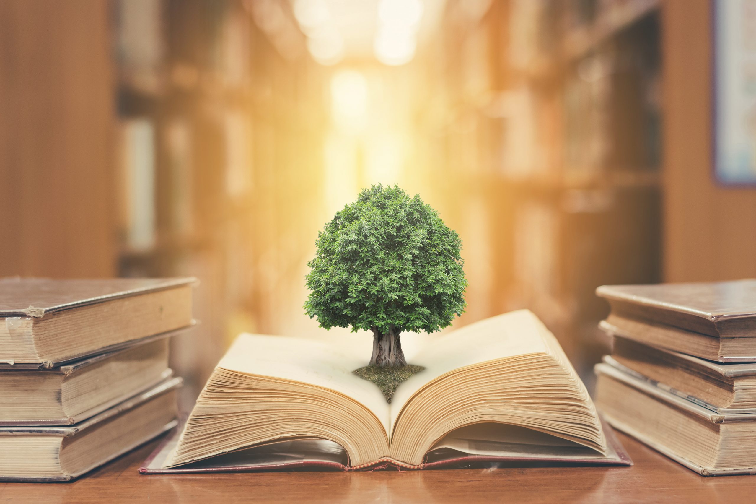 A small tree grows from an open book, surrounded by stacked books in a warm, softly lit library.