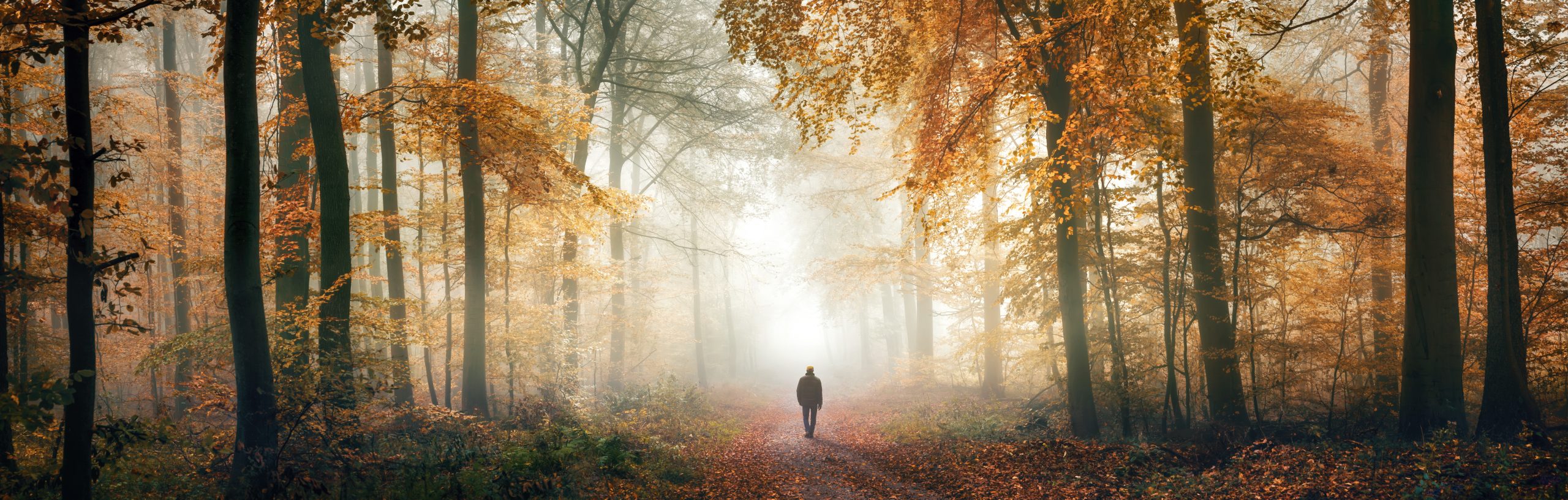 A solitary figure walks along a misty forest path, surrounded by vibrant autumn foliage and soft, diffused light.