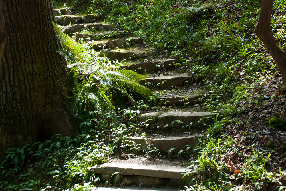 Stone steps winding through lush greenery, surrounded by ferns and dappled sunlight filtering through trees.