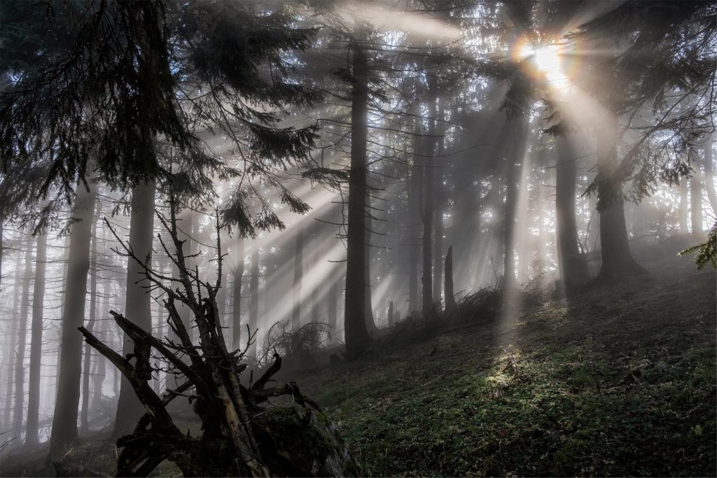 Sunlight streams through misty trees, creating a mystical atmosphere in a dense forest.