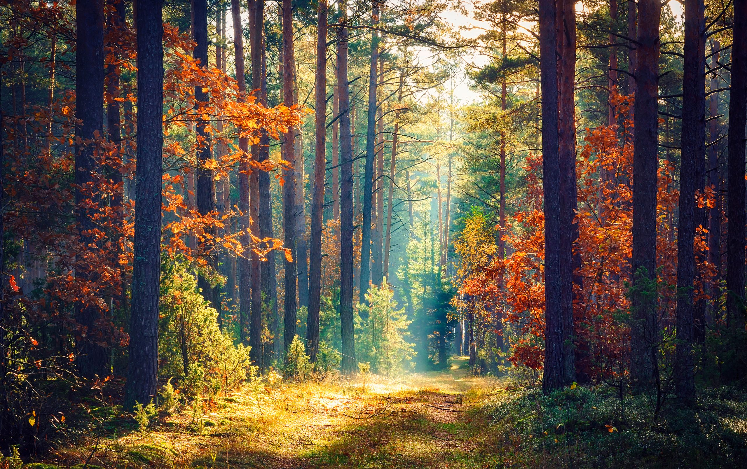 Sunlit forest path lined with tall trees, vibrant autumn foliage, and a soft mist creating a serene atmosphere.