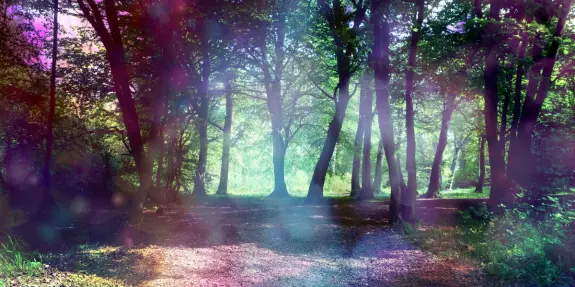 Sunlit forest path surrounded by tall trees, with a dreamy, colorful haze and soft light filtering through the leaves.