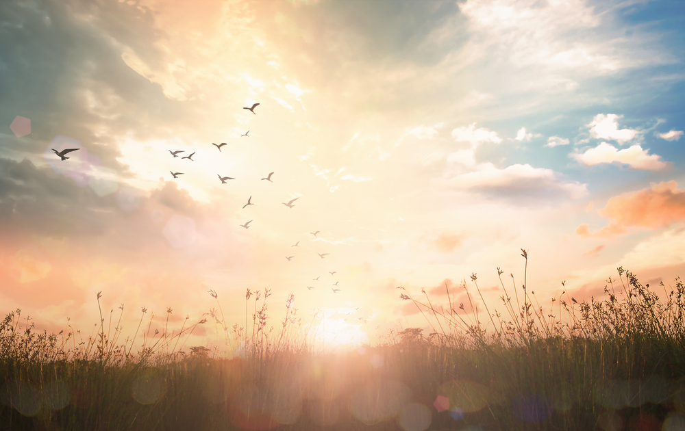 Sunset over a grassy field with birds flying against a colorful sky filled with clouds.