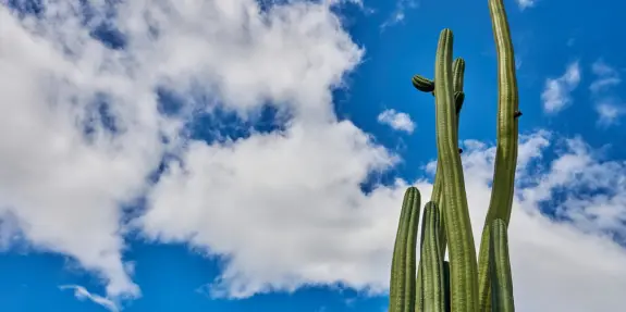 Tall cacti reach towards a bright blue sky dotted with fluffy white clouds.