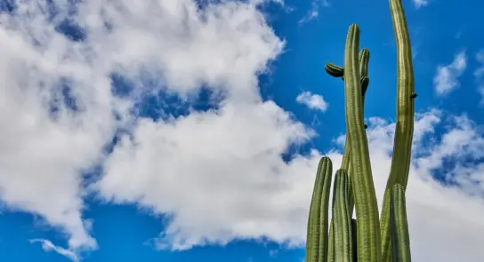 Tall cacti reach towards a bright blue sky dotted with fluffy white clouds.