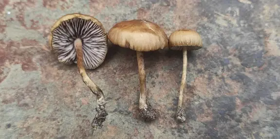 Three mushrooms with brown caps and slender stems, showcasing varying heights and textures against a textured surface.
