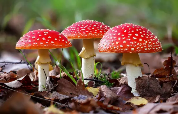 Three vibrant red mushrooms with white spots, surrounded by fallen leaves and green grass.