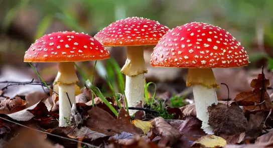Three vibrant red mushrooms with white spots, surrounded by fallen leaves and green grass.