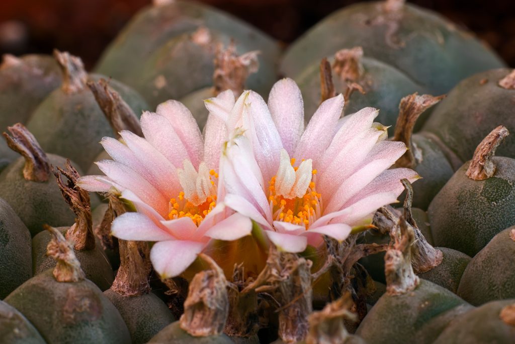 Two delicate pink flowers bloom atop a cluster of green cactus, surrounded by dried, brown remnants of previous blooms.