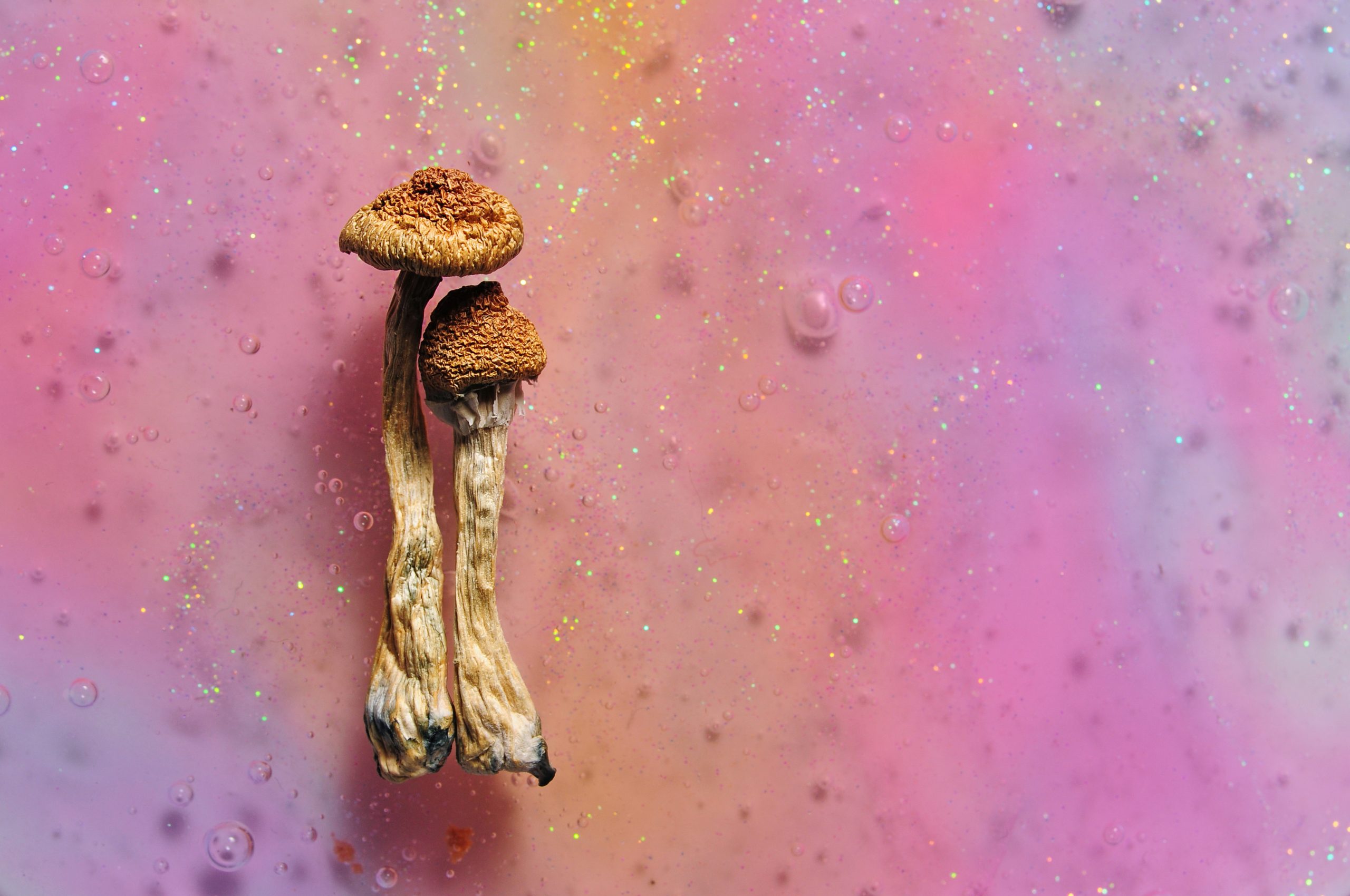 Two dried mushrooms with textured caps against a vibrant pink and purple background filled with bubbles and sparkles.