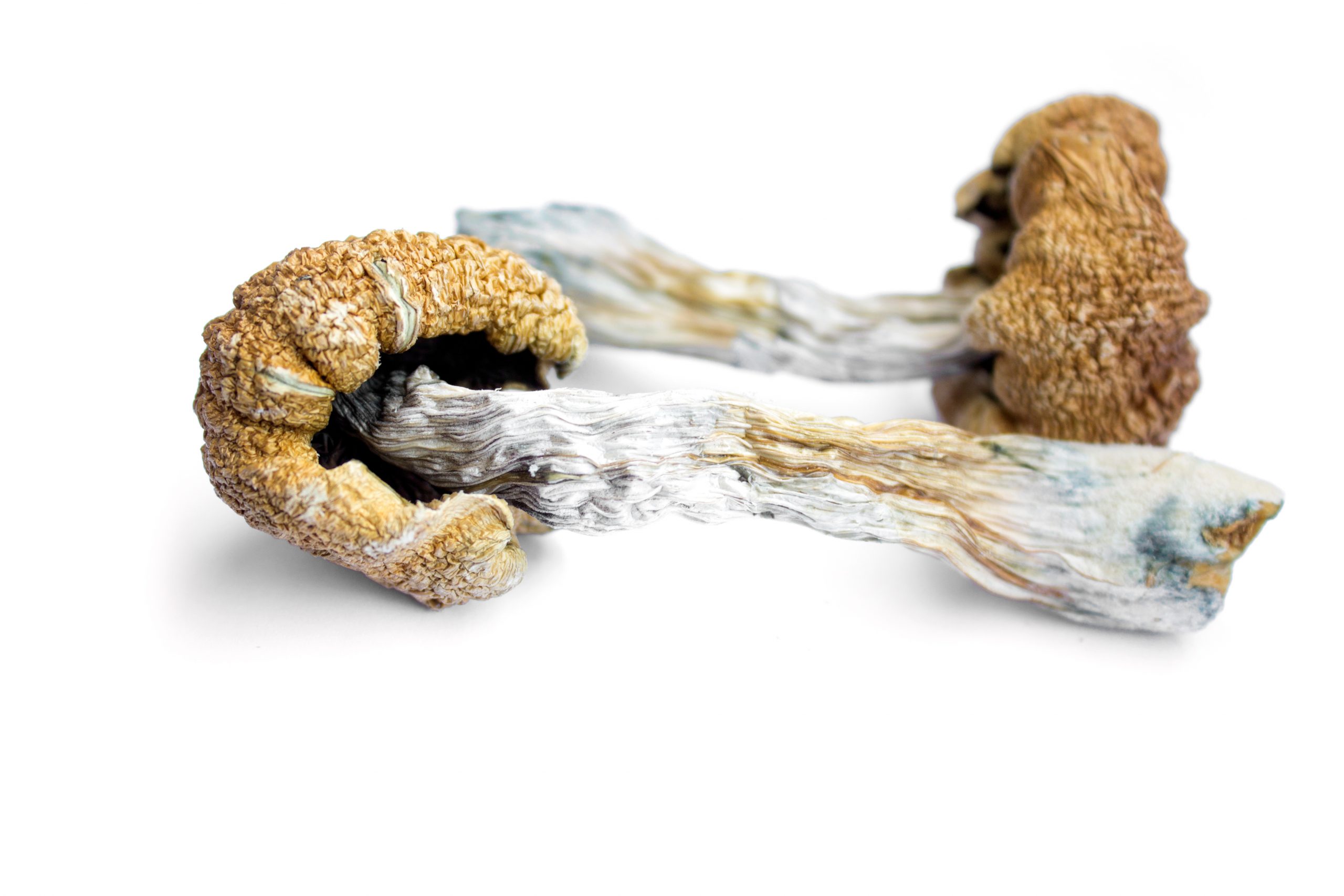 Two dried mushrooms with textured, curled caps and elongated stems, showcasing earthy tones of brown and gray.