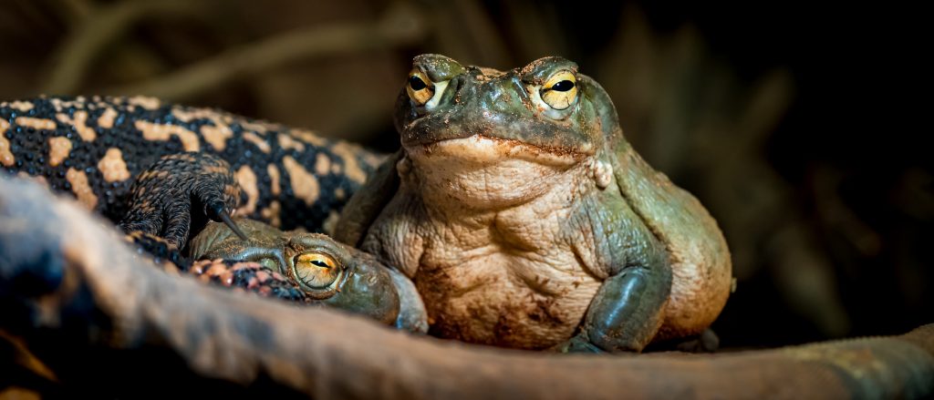 Two large toads resting together, showcasing textured skin and bright yellow eyes against a dark, natural background.
