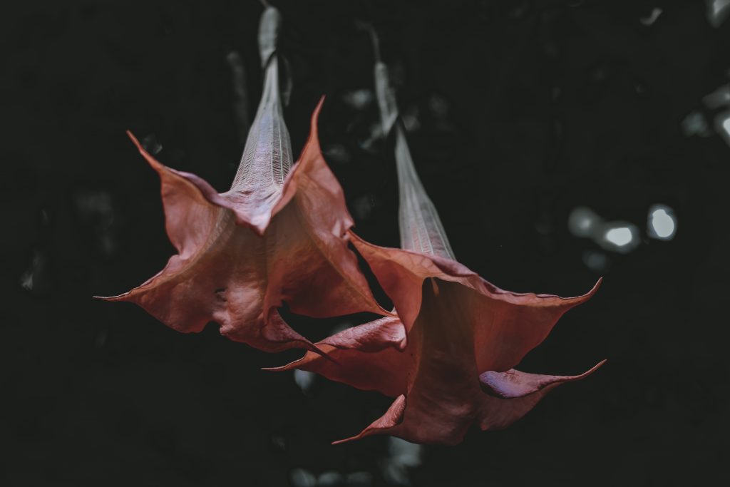 Two large, trumpet-shaped flowers in shades of red, suspended against a dark background.