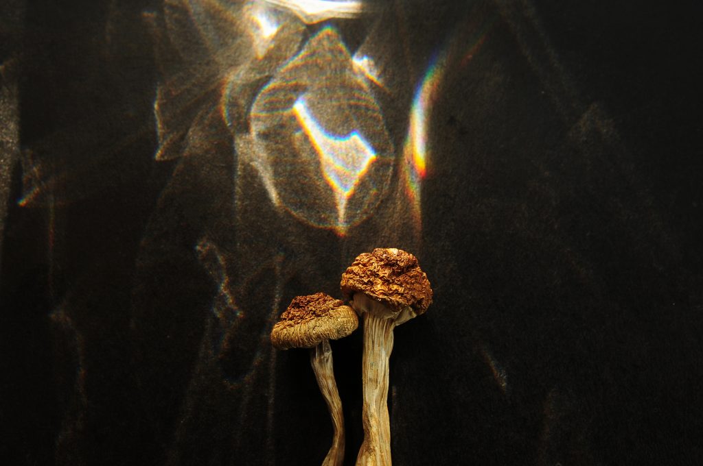 Two mushrooms with textured caps stand against a dark background, illuminated by colorful light reflections.