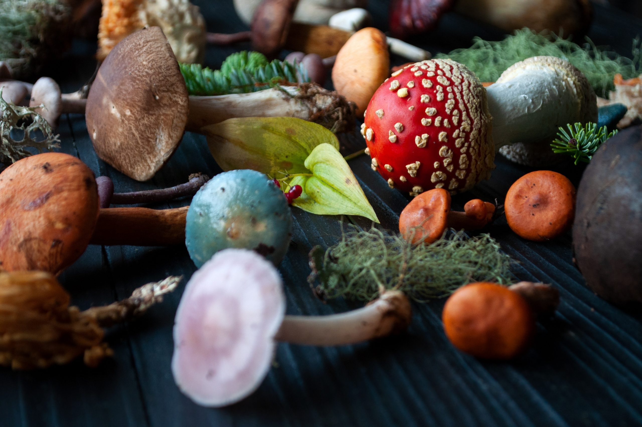 A variety of colorful mushrooms and fungi scattered on a dark wooden surface, surrounded by moss and small plants.