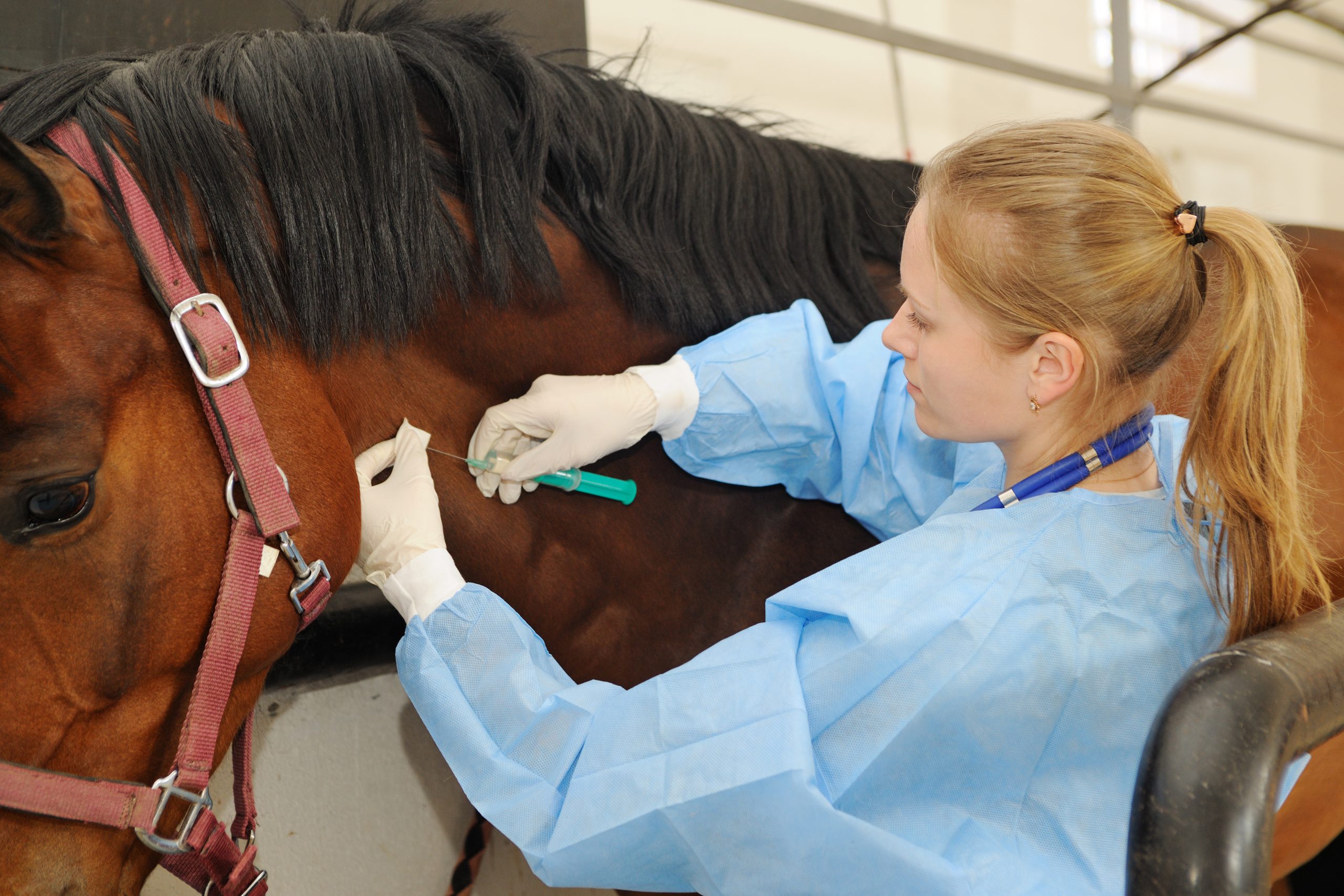 Veterinarian in scrubs administering an injection to a brown horse in a stable.